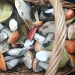 Отвезу за грибами