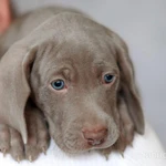 Фото №5 Шикарные щенки веймарайнера с документами РКФ