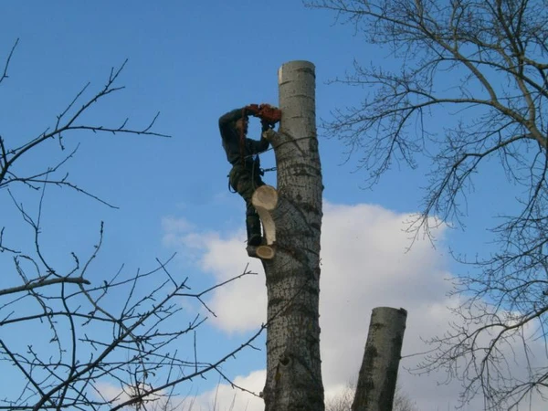 Фото Спил деревьев