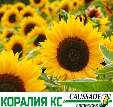 Фото Семена гибрида подсолнечника Коралия КС Caussade-Semences