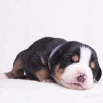 Фото №3 Щенки Большого Швейцарского Зенненхунда