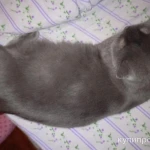 Фото №4 Котята