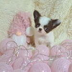 Фото №6 Сказочный мини эльфик-девочка