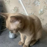 Фото №2 Бурманский кот