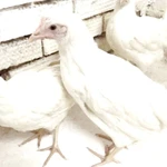 Фото №5 Куры несушки