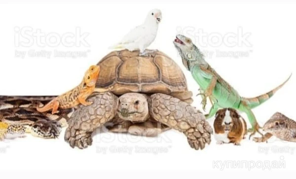 Фото Передержка разные животных