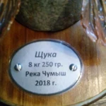 Фото №3 Таксидермия рыб и животных