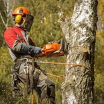 Спилить дерево в Новороссийске
