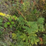 Фото №5 Репешок. Цена за 100 грамм.