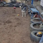 Фото №3 Kindergarten_for_dogs 