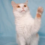 Фото №3 Кошечка Бела в добрые руки