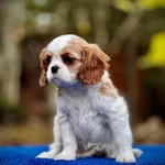 Фото №6 Шикарные породные девочки❤️