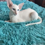 Фото №7 Продаю прекрасных ориентальных котят