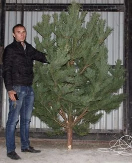 Фото Продажа новогодних Сосен, консультации введения би