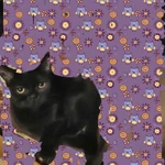 Фото №2 Чёрный британский котик, 6 месяцев, ктроткошерстный, красивый, чистопородный