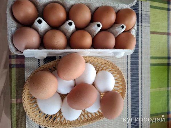 Фото Продам яйцо куриное