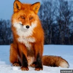 Фото №2 Прядение лисьего пуха (шерсти) .