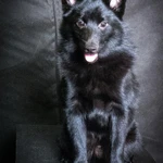 Фото №2 Щенки шипперке (схипперке)