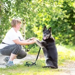 Фото №8 Овчарка в дар