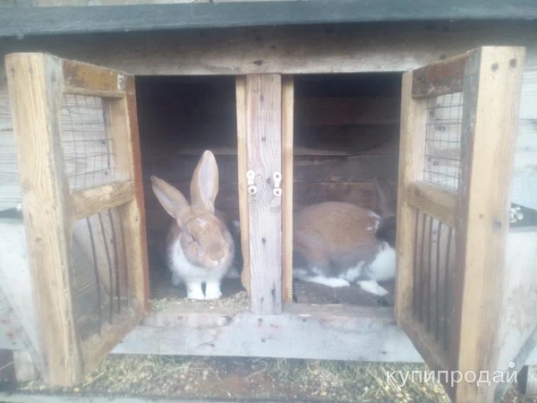 Фото Кролики