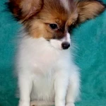 Фото №3 Щенки папийона