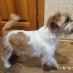 Фото №2 Джек Рассел вязка, щенки