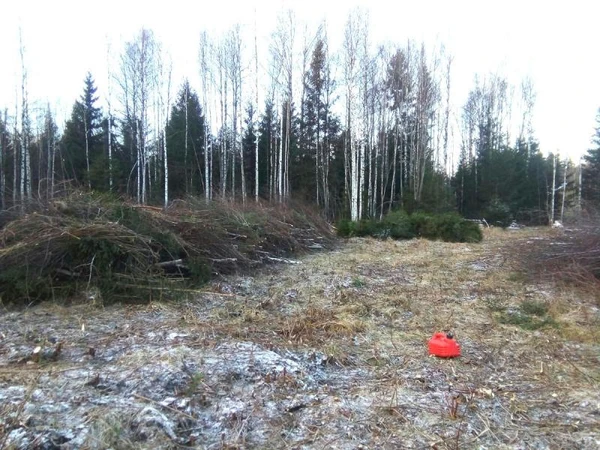 Фото Расчистка участка от кустарника и деревьев. ОТЗЫВ КЛИЕНТА.
