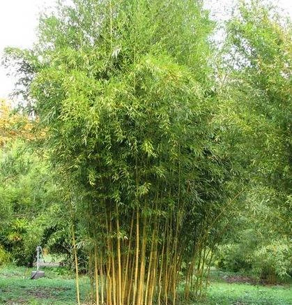 Фото Семена бамбука Phyllostachys aureosulcata f. spect