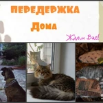 Передержка кошек, собак, попугая