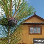 Фото №6 Кедровое масло и живица из родового поместья Ковалёва Владимира,г.Туринск.