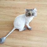 Фото №2 Услуги грумера: стрижка кошек и котов