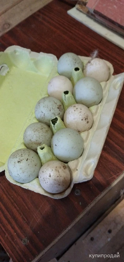 Фото домашние яйца утиные