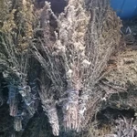 Фото №2 Золотарник Канадский/веники.