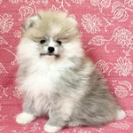 Фото №7 Вязка. Щенки. Питомник.