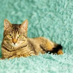 Фото №5 Молодой кoтик Maо в добрые руки