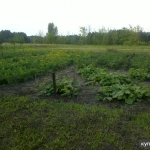 Фото №11 Продаём зем.участок ИЖС 23 сотки + фундамент