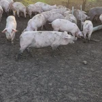 Фото №2 Поросята