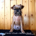 Фото №4 Элитный щенок брюссельского гриффона