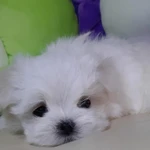 Фото №4 Роскошные девочки Мальтезе