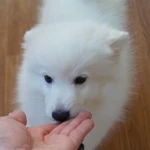 Фото №5 Белый шпиц Щенки японского шпица