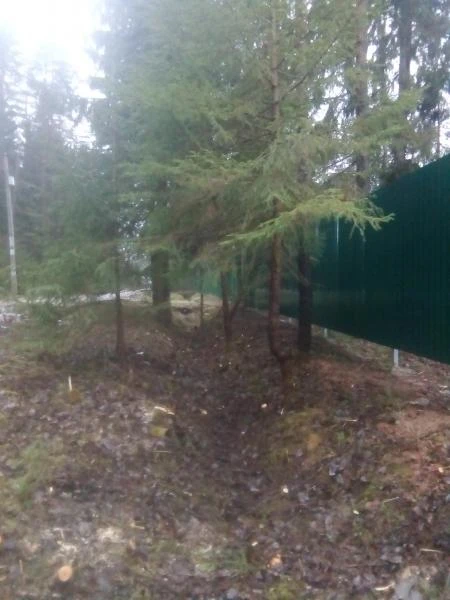 Фото Выполнен объект Валка Расчистка Спил Уборка. 101 фотография.