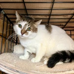 Фото №4 Смородинка - скромная кошечка ищет дом