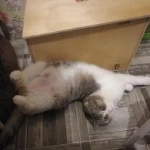 Фото №2 Передержка для котиков 