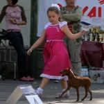 Фото №4 Дрессировщик, хендлер, инструктор на вязку