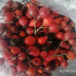 Фото №3 Плоды шиповника свежего. Цены за 100 грамм.