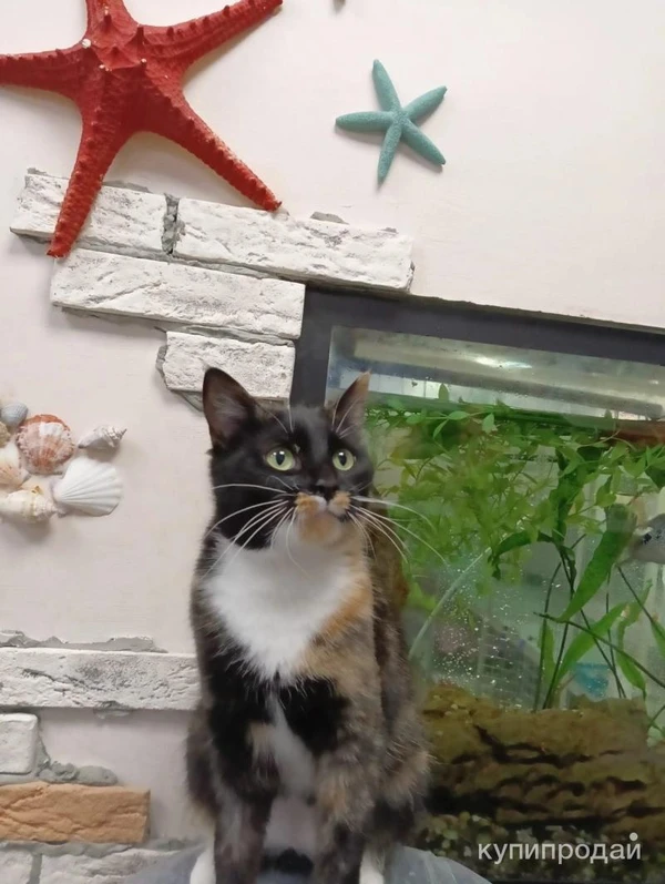 Фото Кошка ищет дом