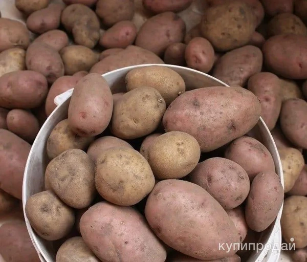 Фото Продам картофель на еду.