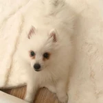 Фото №4 Шпиц, японский шпиц (щенок)