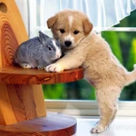 Фото №6 Передержка животных;)