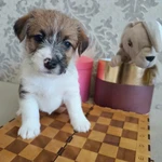 Фото №3 Джек Рассел вязка, щенки